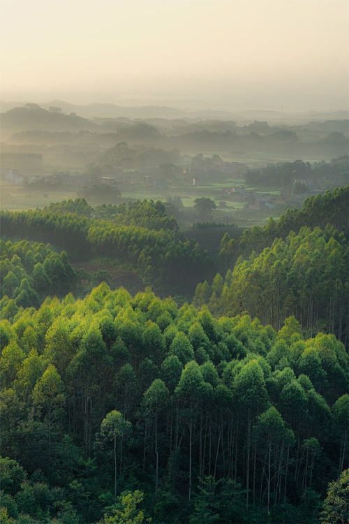 an aerial view of trees in the middle of a forest with foggy sky above