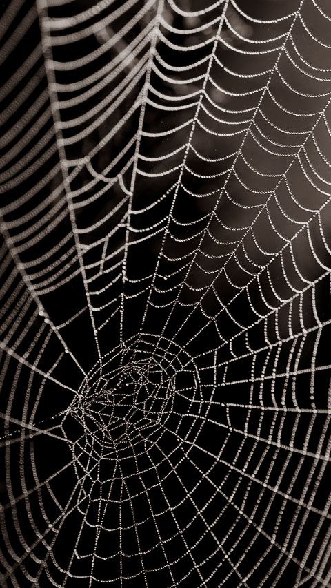 a spider web with water droplets on it's surface in black and white photo