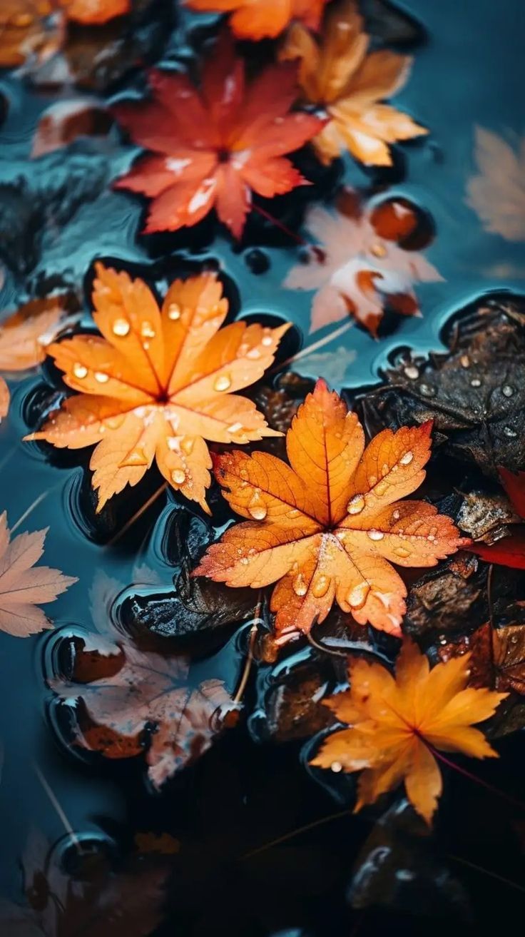 autumn leaves floating on top of water with drops of rain falling off the leaf tops