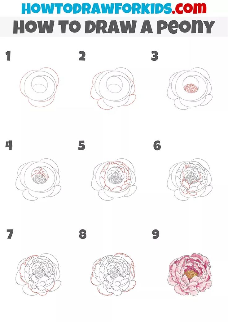 how to draw a peony flower step by step instructions for kids and beginners