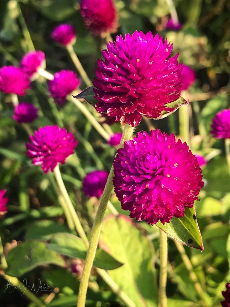 purple flowers are blooming in the sun