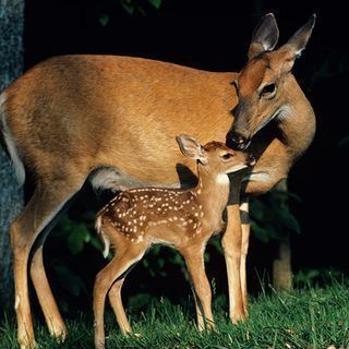 an adult deer standing next to a baby deer