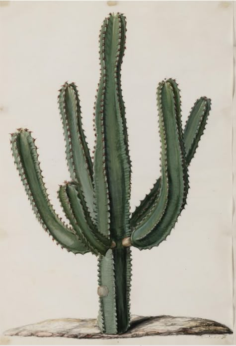 a green cactus sitting on top of a rock