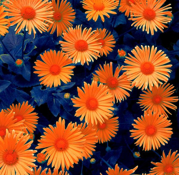 many orange and blue flowers with green leaves