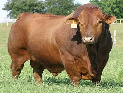 a brown cow standing on top of a lush green field