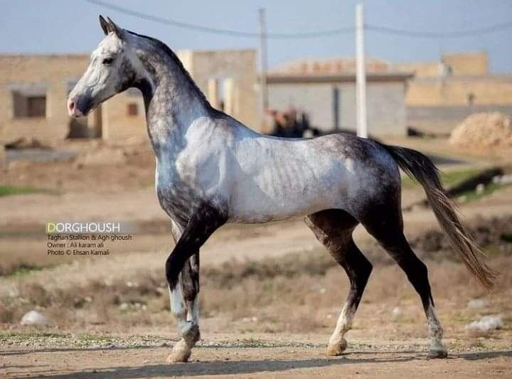 a white and black horse standing on top of a dirt field