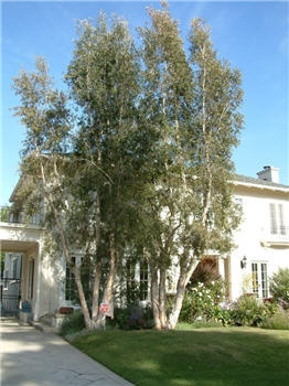 a large tree in front of a white house