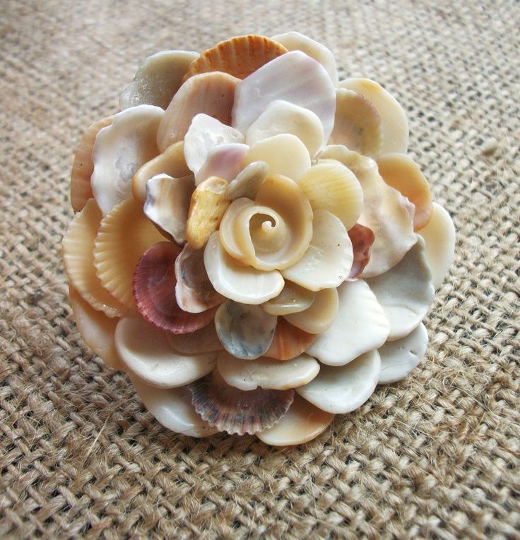 a seashell flower is sitting on the ground