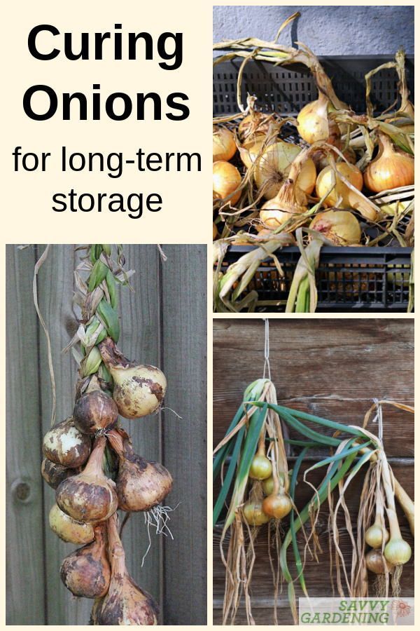 several different types of onions hanging from the side of a wooden fence with text overlay