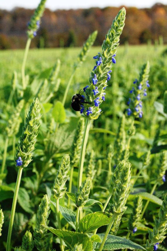 a black bug sitting on top of a blue flower next to green plants in a field