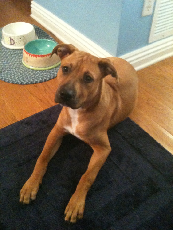 a brown dog laying on top of a black mat