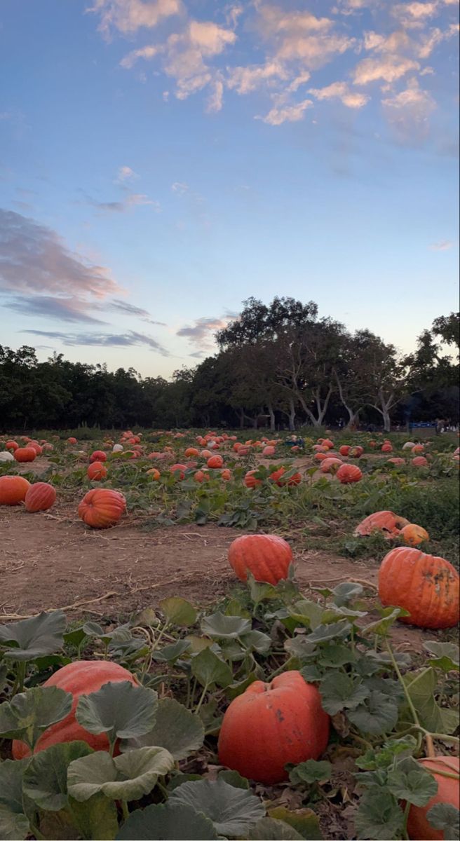 a field full of pumpkins sitting on top of green leaves under a cloudy blue sky