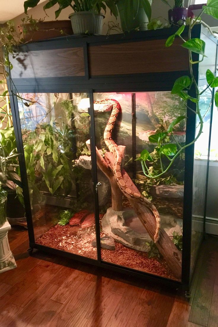 a large snake in a glass box on the floor next to some plants and potted plants