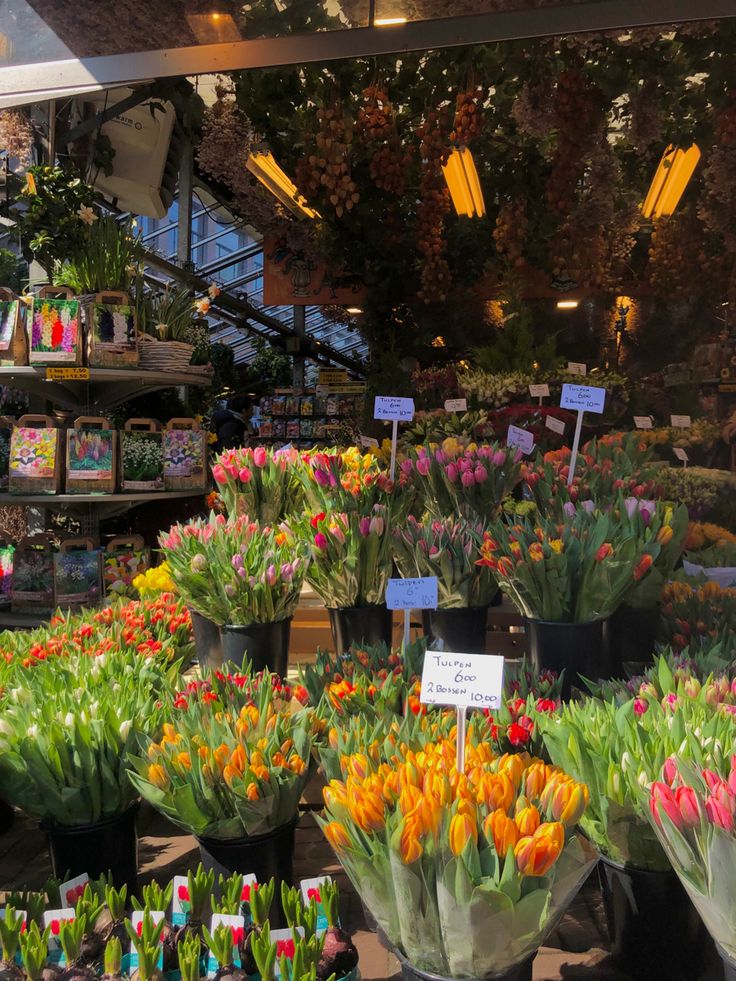 many different colored tulips on display in a flower shop with signs for sale