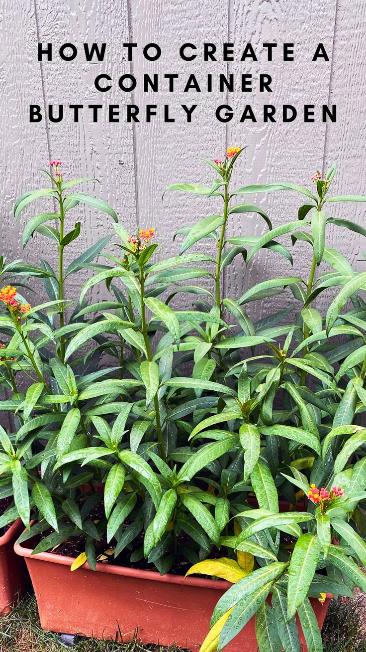 some plants are growing in a flower pot with the words how to create a container planter butterfly garden