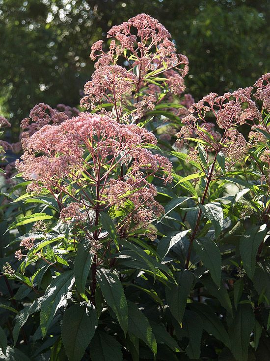 some very pretty pink flowers by some trees