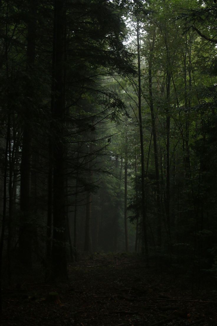 a dark forest filled with lots of trees