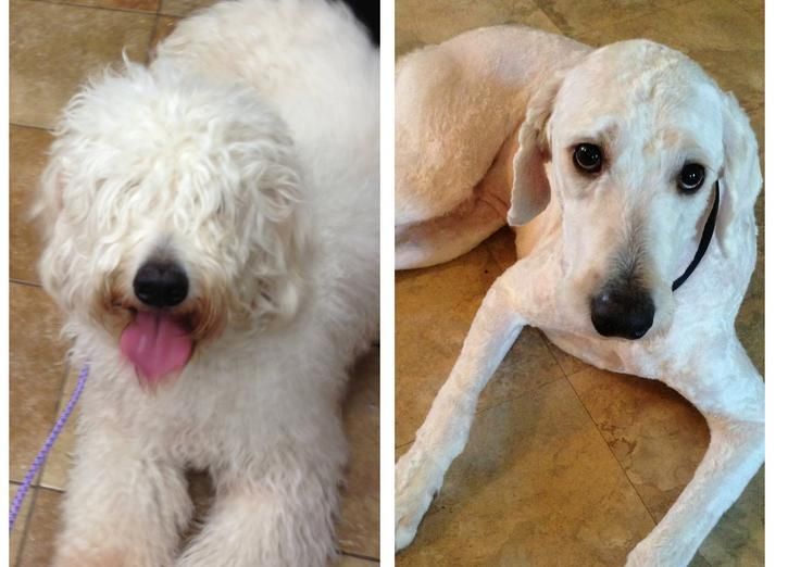 two pictures of a white dog laying on the floor with his tongue hanging out and another photo of it's face