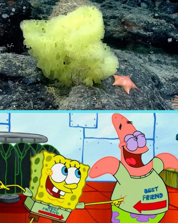 spongebob and his friend are in the same scene