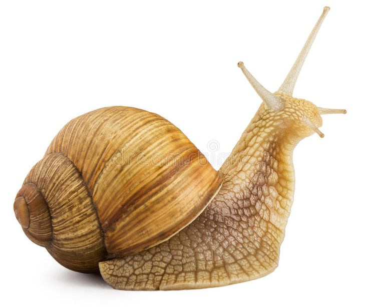 a snail is sitting on top of another snail