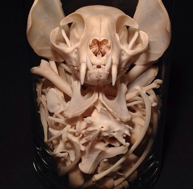 an animal skull is shown in a glass bowl