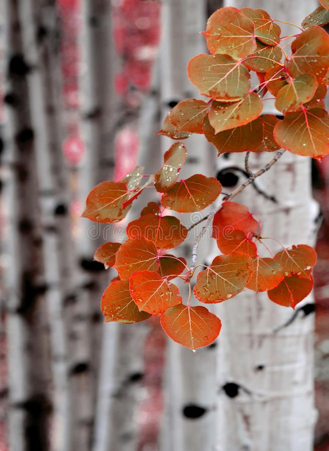 an orange leafy tree in front of some white birch trees with red and green leaves