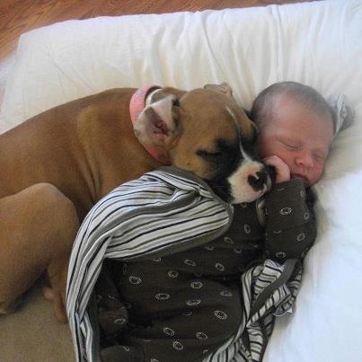 a baby sleeping next to a brown dog on top of a white bed with a blanket