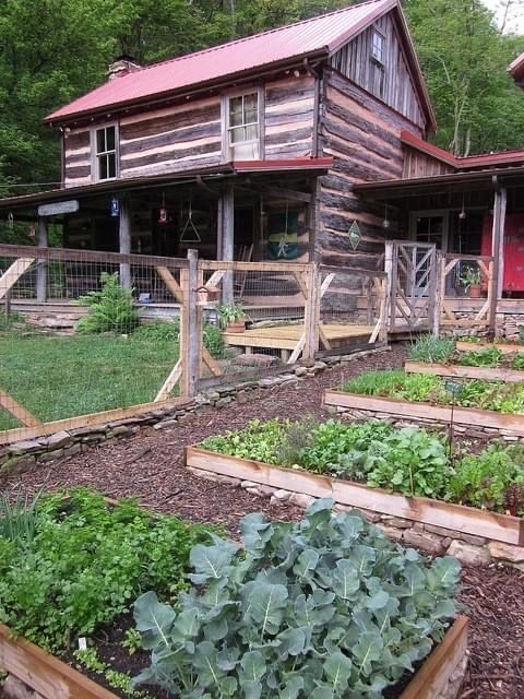 an old log cabin with garden beds and vegetables in the foreground, surrounded by trees