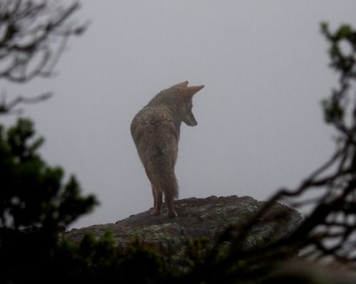 a lone wolf standing on top of a rock in the fog with its mouth open