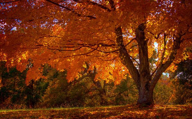 an orange tree with lots of leaves on the ground and trees in the background are changing colors