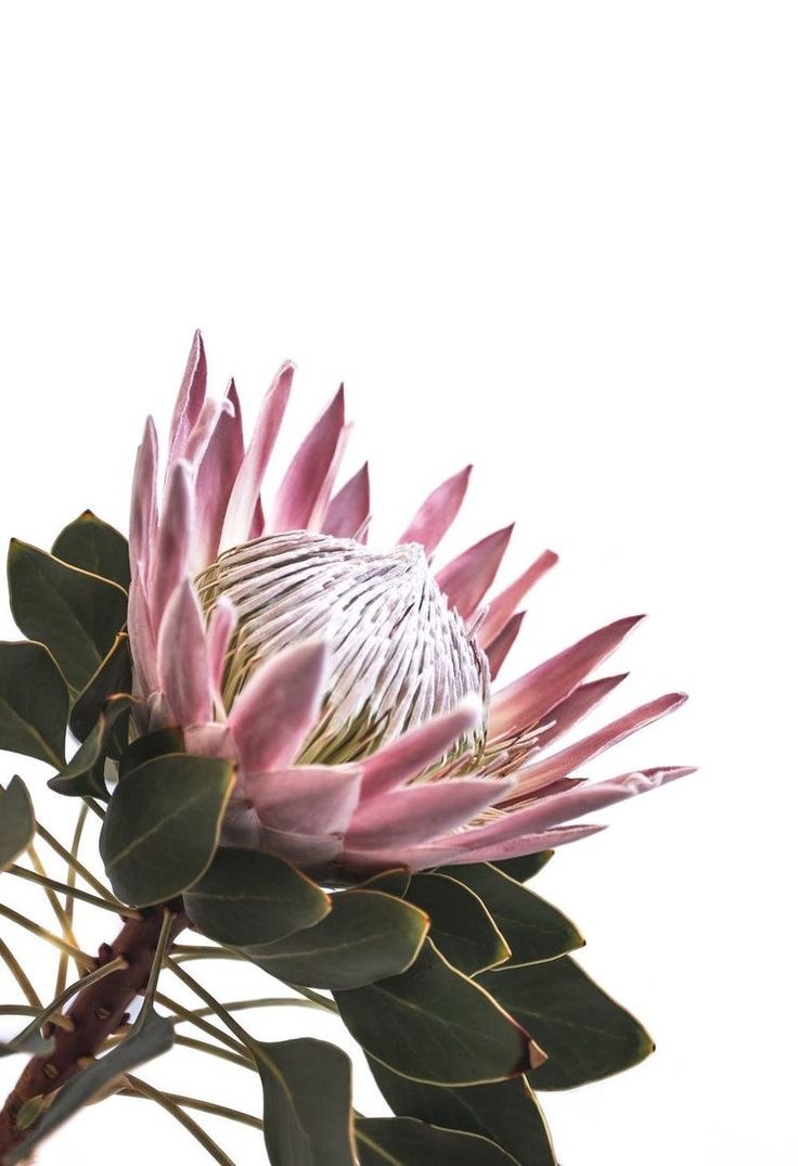 a large pink flower with green leaves in front of a white background and grey sky