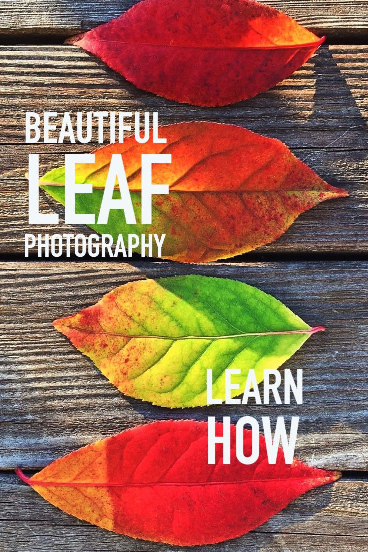 three leaves with the words beautiful leaf photography written on them in different colors and sizes