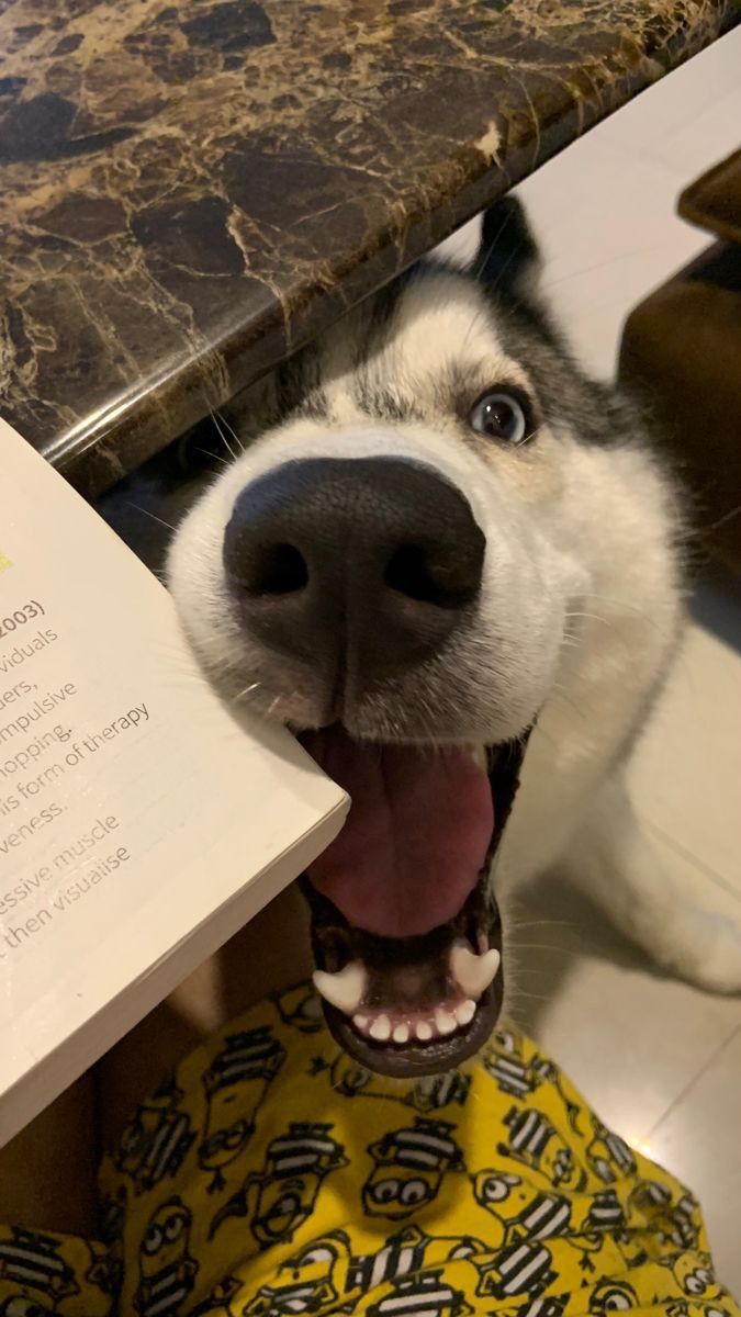 a dog with its mouth open and tongue out next to a book on a table