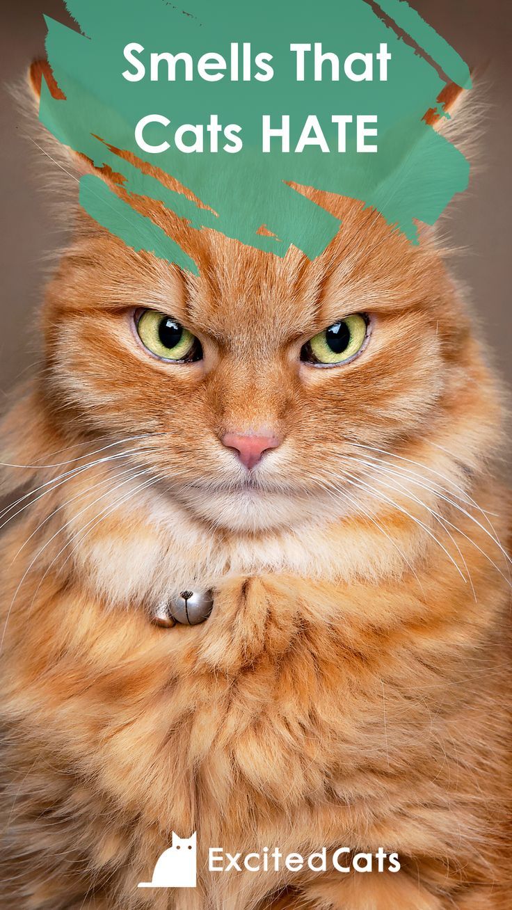 an orange cat with a green tag on it's head that says smells that cats hate