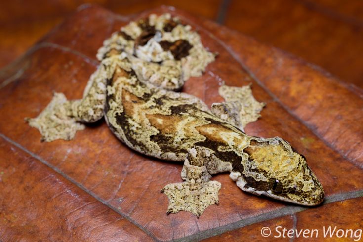 a close up of a lizard on a wooden surface