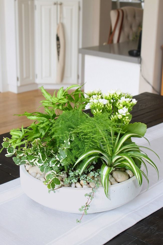 a white bowl filled with plants on top of a table