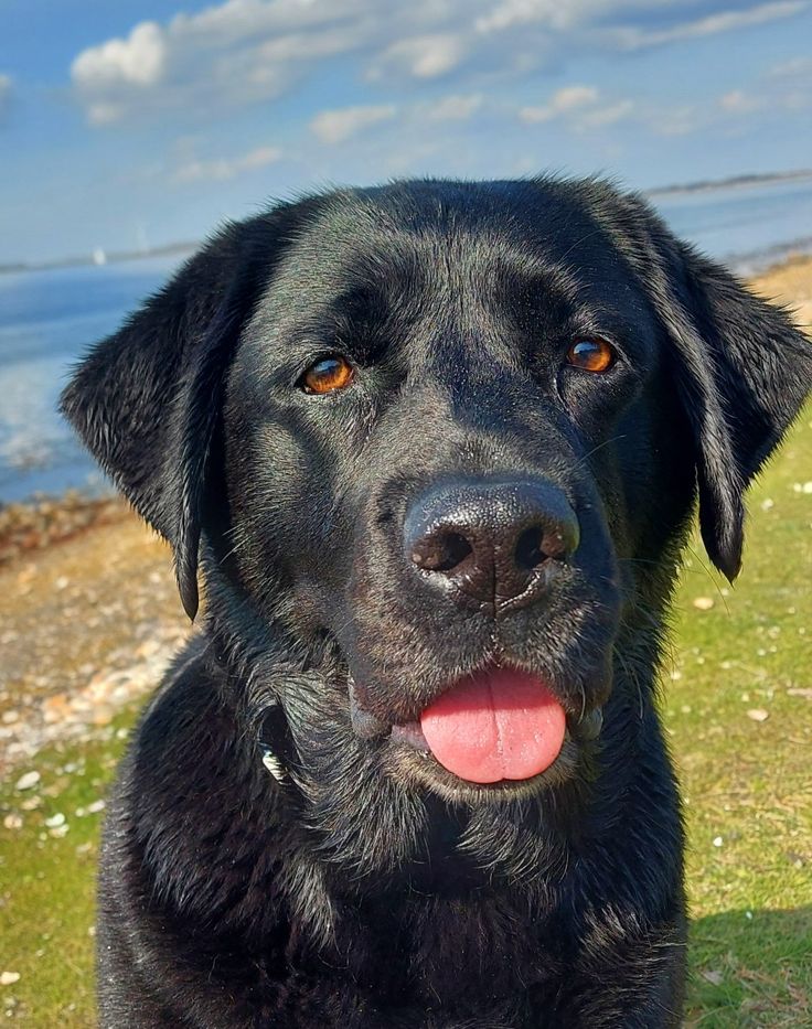 a black dog sitting on top of a lush green field next to the ocean with its tongue hanging out