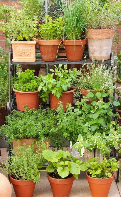 A quick guide to potsplanters and containers % Patio Herb Garden, Herb Garden Ideas, Herb Garden Pots, Small Herb Gardens, Vertical Herb Garden, Garden Vines, Patio Plants, Cozy Farmhouse, Small Space Gardening