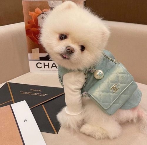 a small white dog sitting on top of a table next to a book and purse