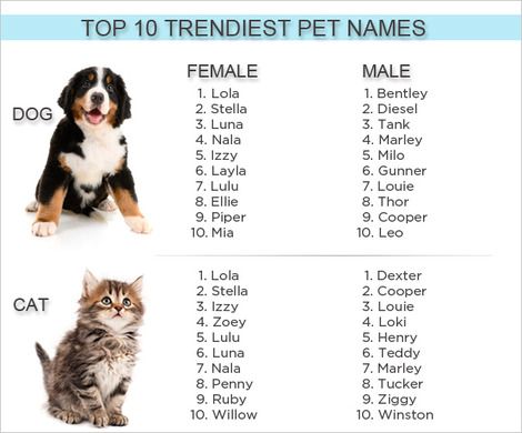 the top ten pet names for dogs and cats