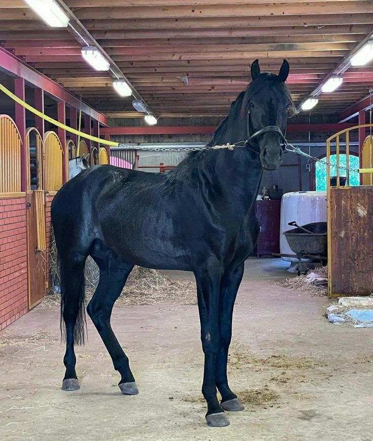 a black horse standing in an enclosed area