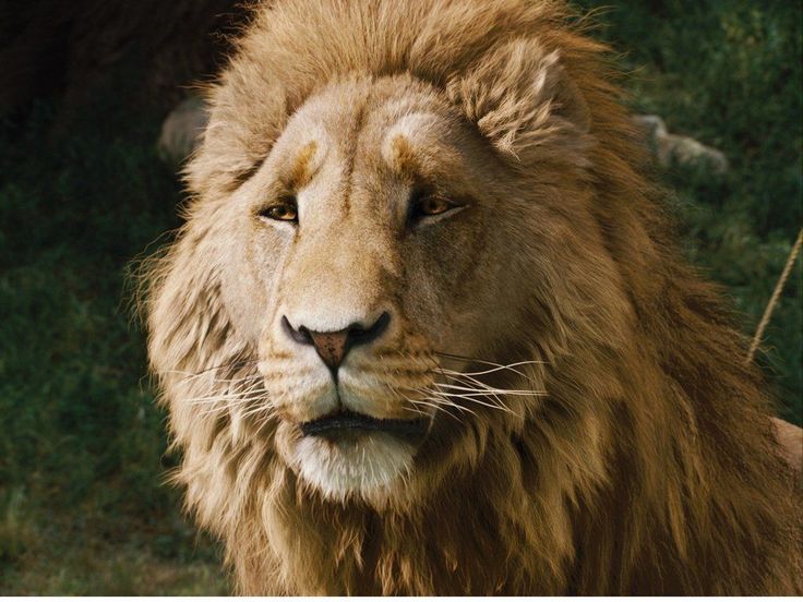 a close up of a lion with grass in the background