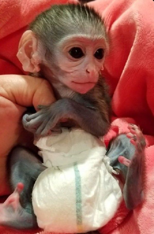 a baby monkey is being held by someone's hand and wrapped in a diaper