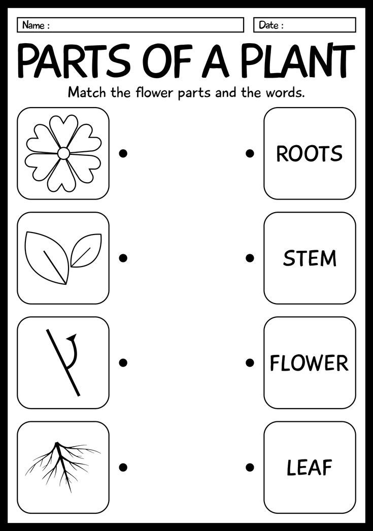 parts of a plant worksheet for kids to practice their language and writing skills