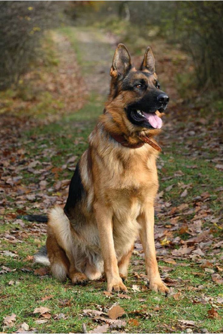 a german shepherd sitting in the grass with its tongue out