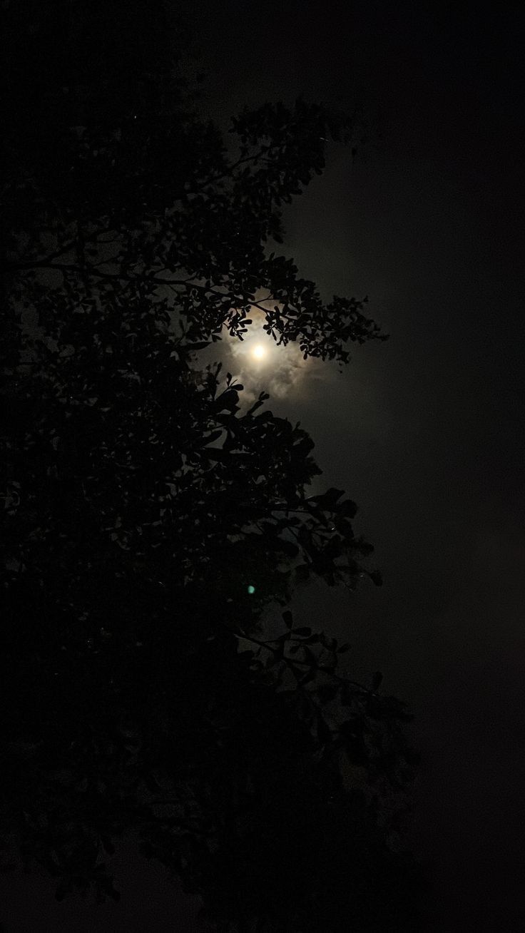 the moon shines brightly in the dark sky above some trees and branches at night