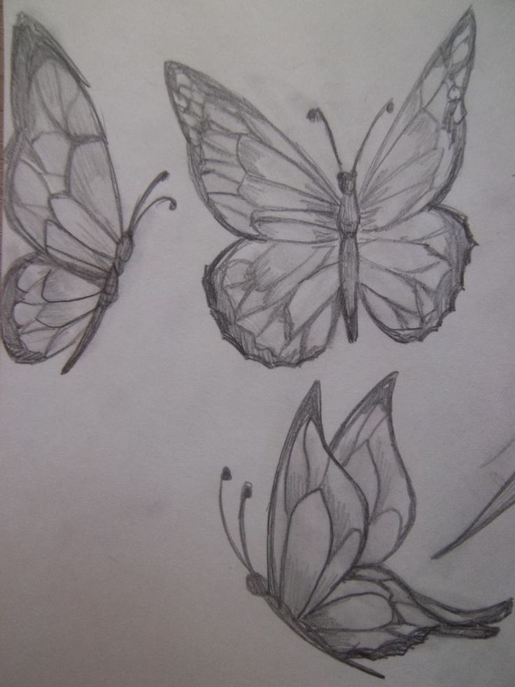 three butterflies are shown on a sheet of paper