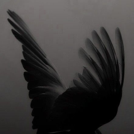 black and white photograph of a bird with its wings spread out in the foggy sky