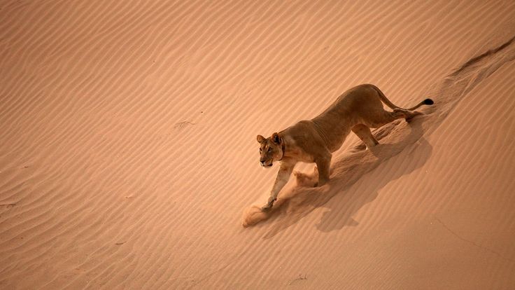 a small dog running through the sand dunes