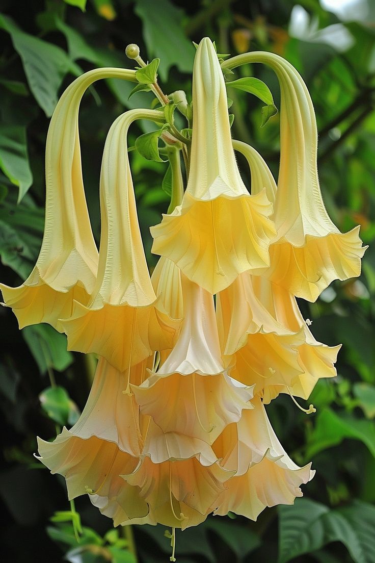 some yellow flowers are hanging from a tree